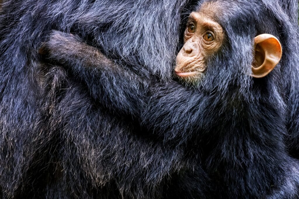 Top Billede Rejseblog Chimpanse