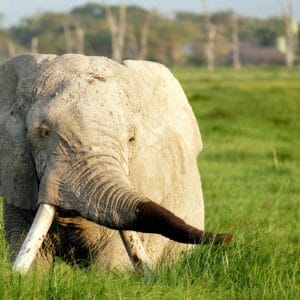 Han Elefant i vådområdet i Amboseli Nationalparken