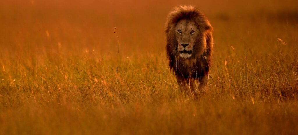 Top Billede Rejseblog Big Five