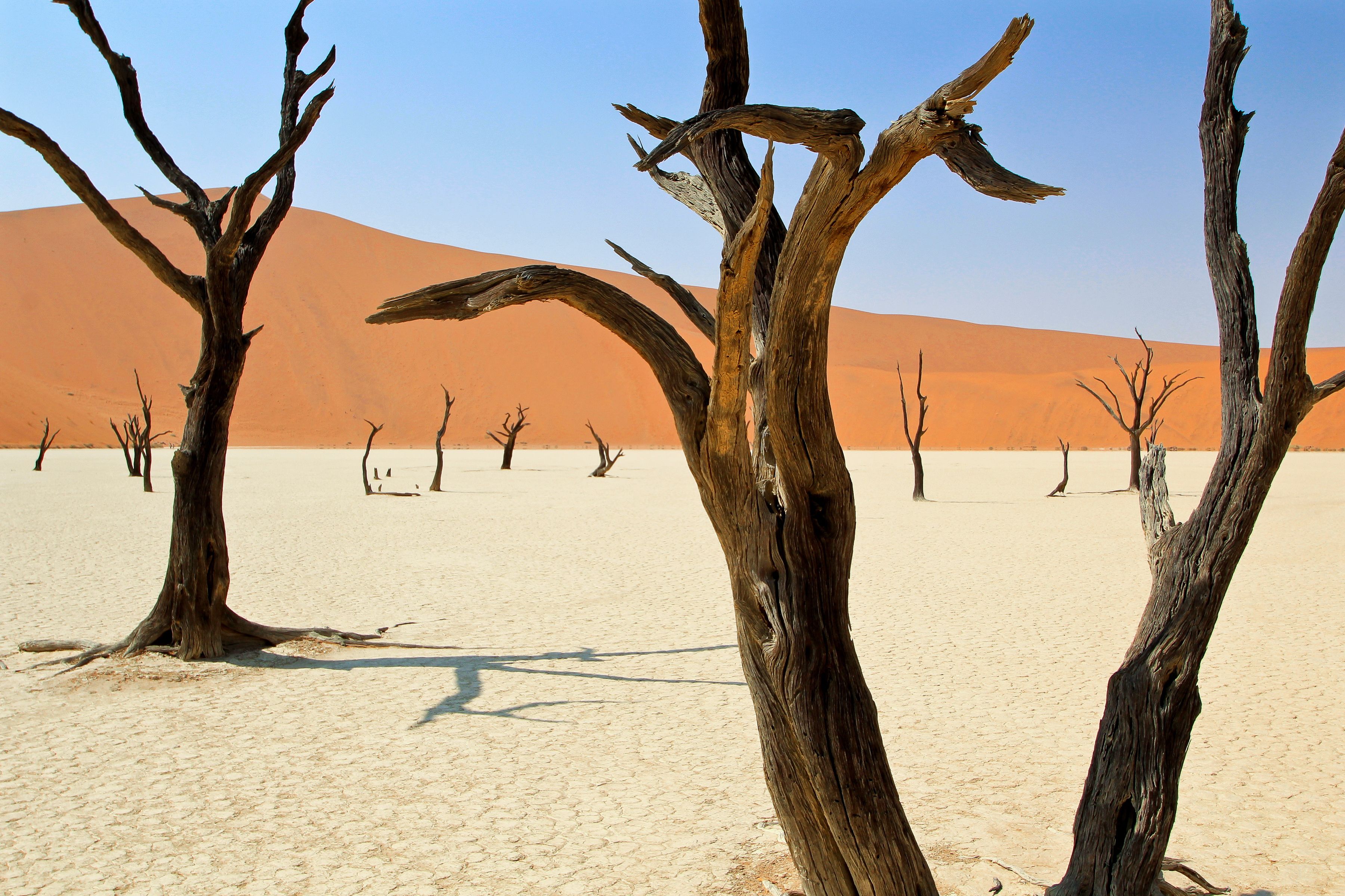 Den storslåede Deadvlei i Namibia