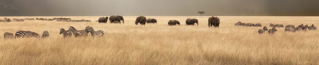 Top Billede Rejsebrev Kenya
