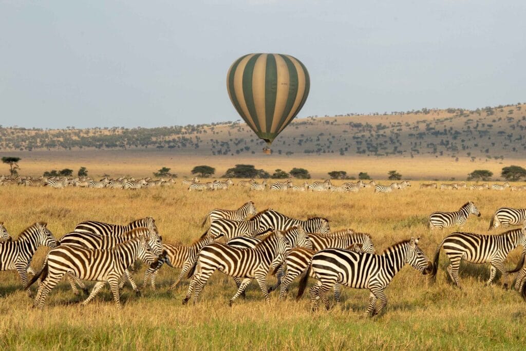2- Serengeti Balloon Safaris 1 » Tembo Safari