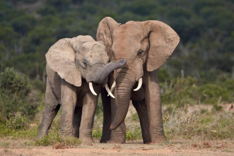 Addo Elephant Nationalpark