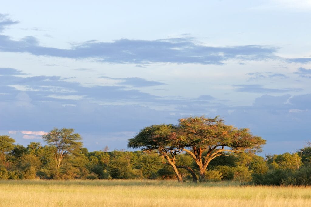 Hwange NP » Tembo Safari