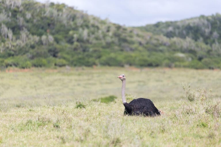 Kariega Game Reserve