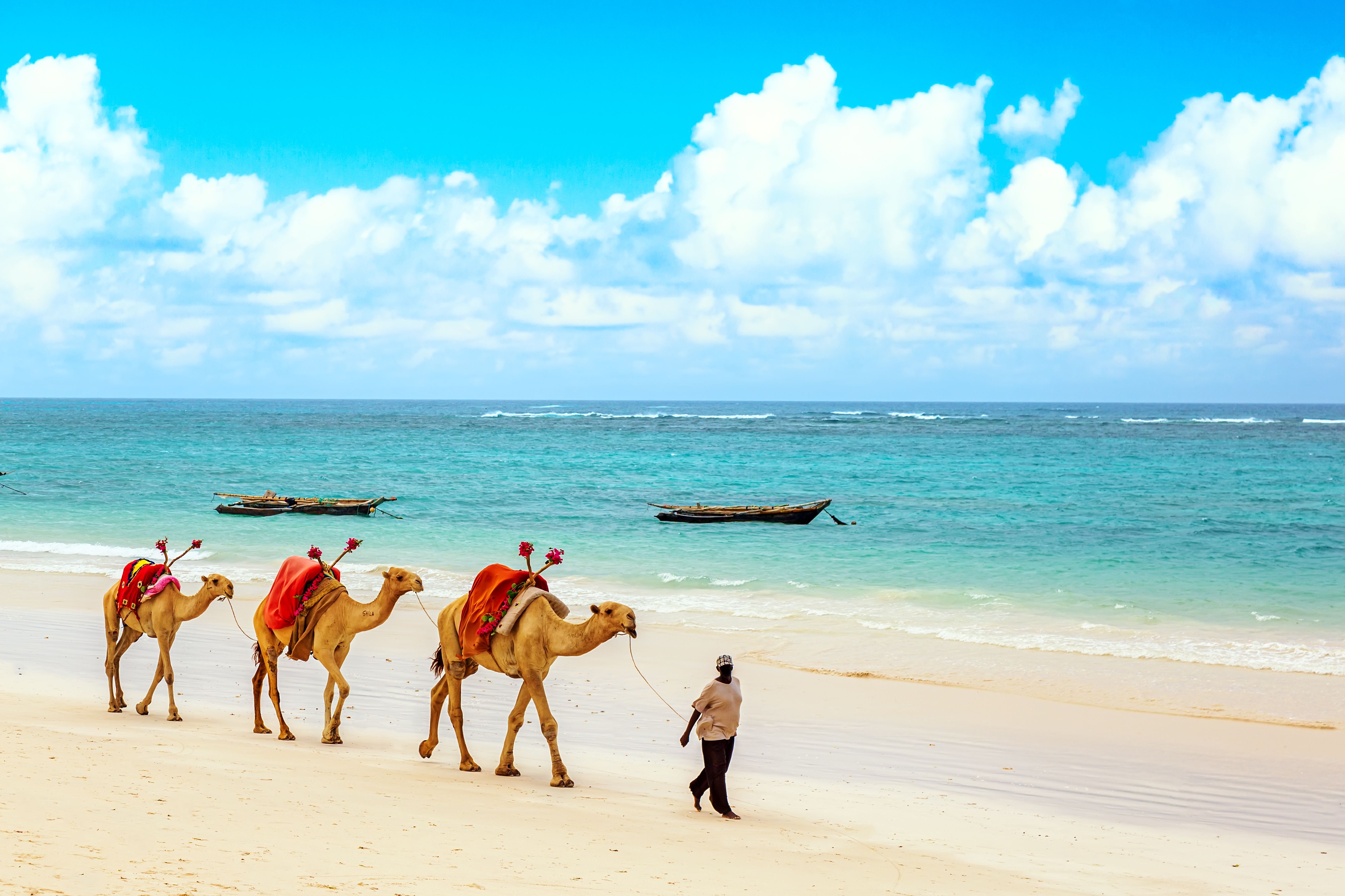 Camels,At,African,Sandy,Diani,Beach,,Indian,Ocean,In,Kenya, » Tembo Safari