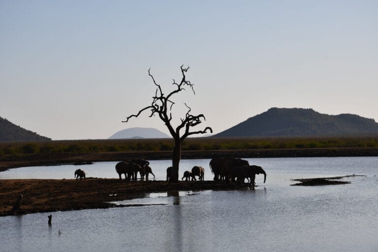 Madikwe Game Reserve