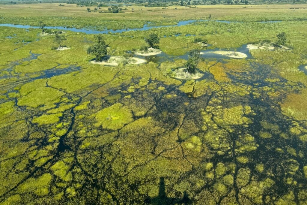 Okavango Delta » Tembo Safari