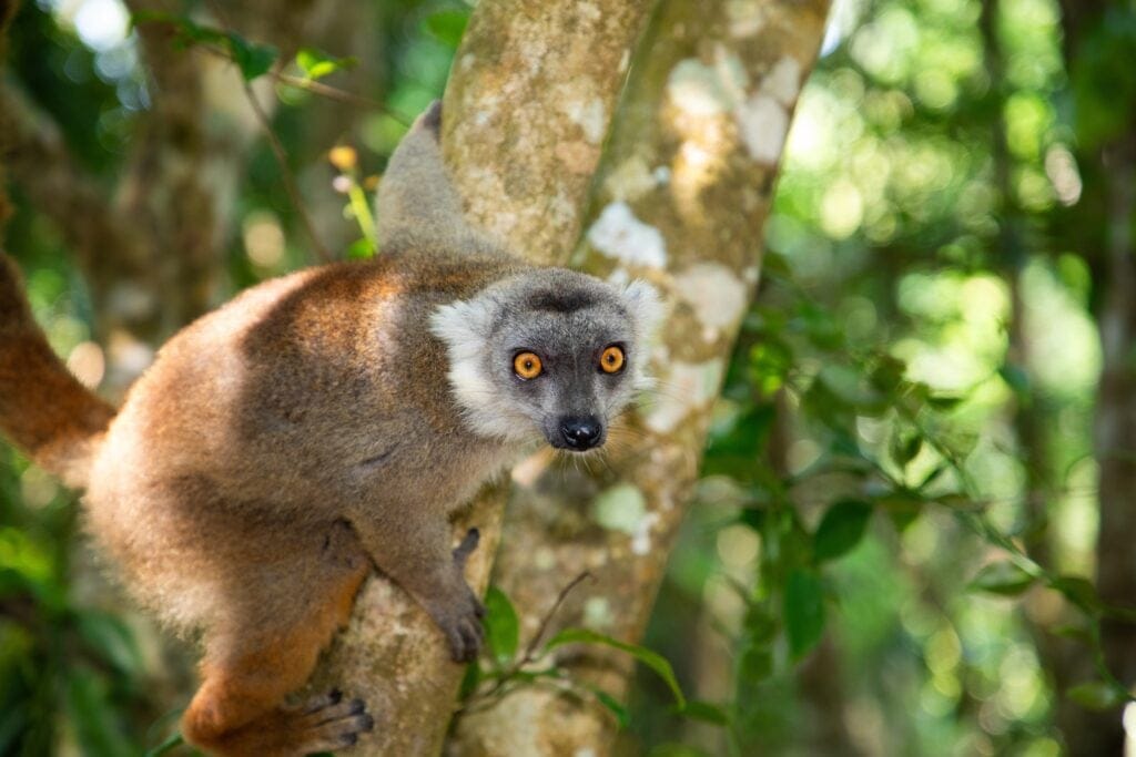 Crowned,Lemur,(eulemur,Coronatus),,Endemic,Animal,From,Madagascar.,Palmarium,Park » Tembo Safari