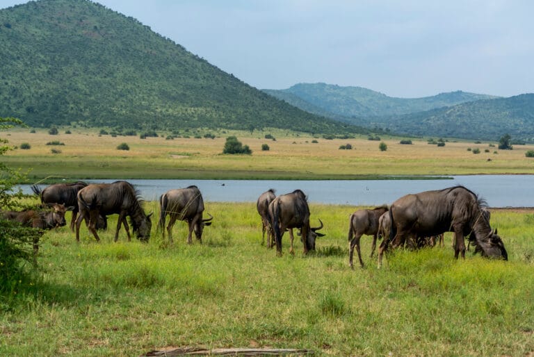 Pilanesberg National Park