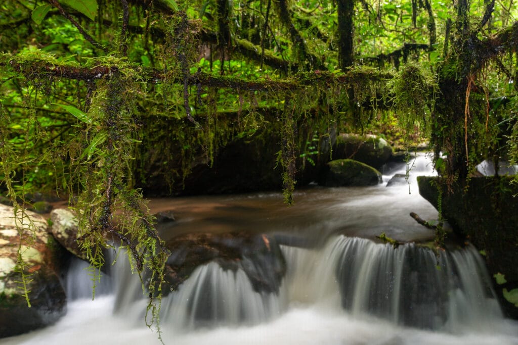 Stream,In,Ranomafana,National,Park,,Madagascar » Tembo Safari