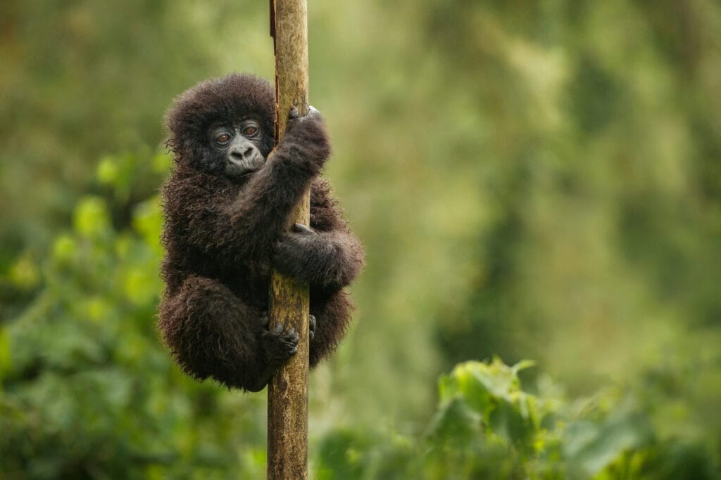 Wild,Mountain,Gorilla,In,The,Nature,Habitat.,Very,Rare,And » Tembo Safari