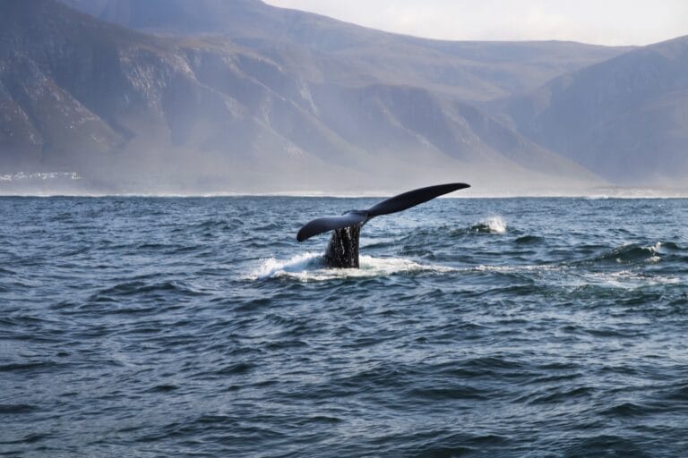 Hvalsafari i Hermanus