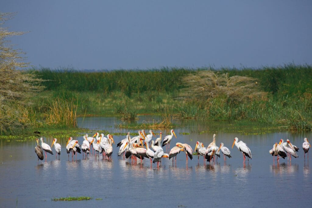 Yellow-billed,Storks,(mycteria,Ibis),Standing,In,Lake,Manyara,,Shallow,Water, » Tembo Safari