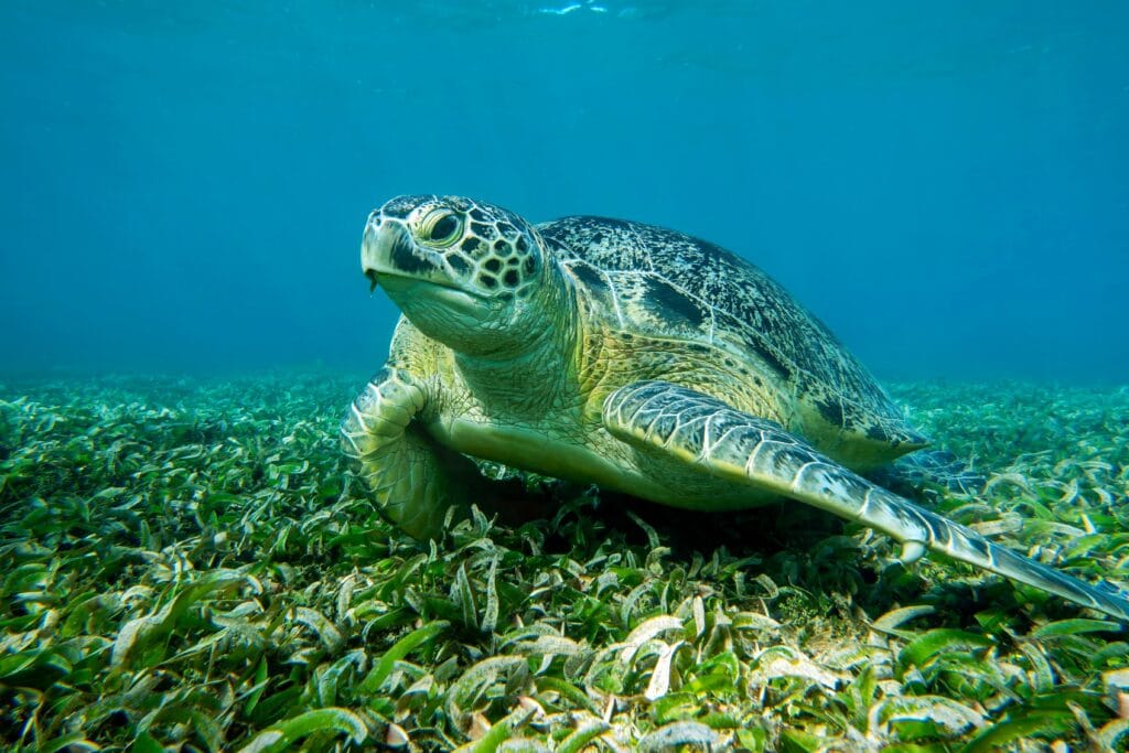 Sea,Turtle,Caretta,Caretta,,,From,Island,Sakatia,,,Madagascar » Tembo Safari