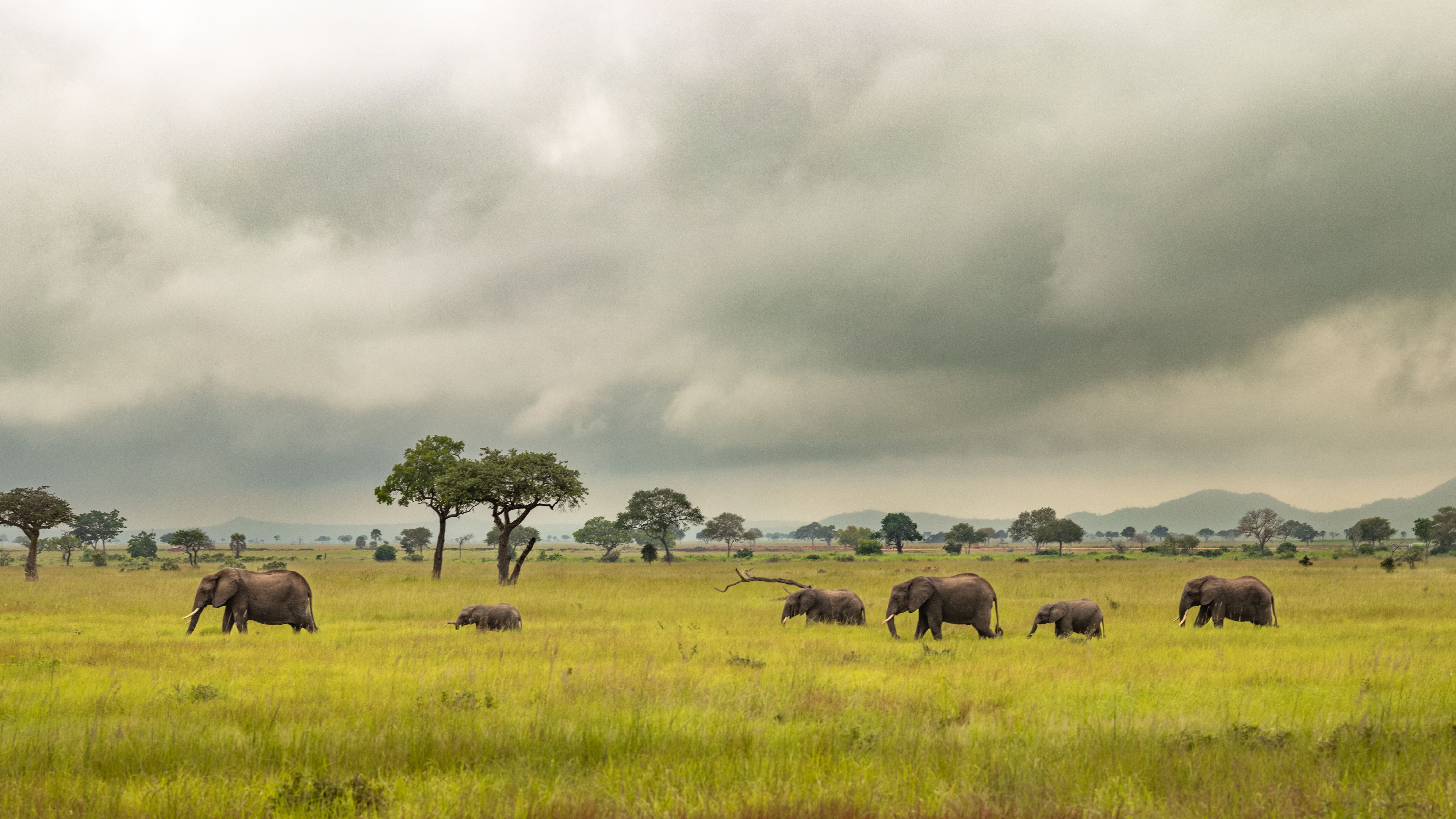 A,Family,Group,Of,African,Savanna,Elephants,(loxodonta,Africana),Walk » Tembo Safari