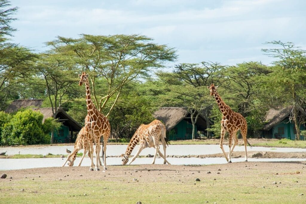 Sweetwaters Serena Camp