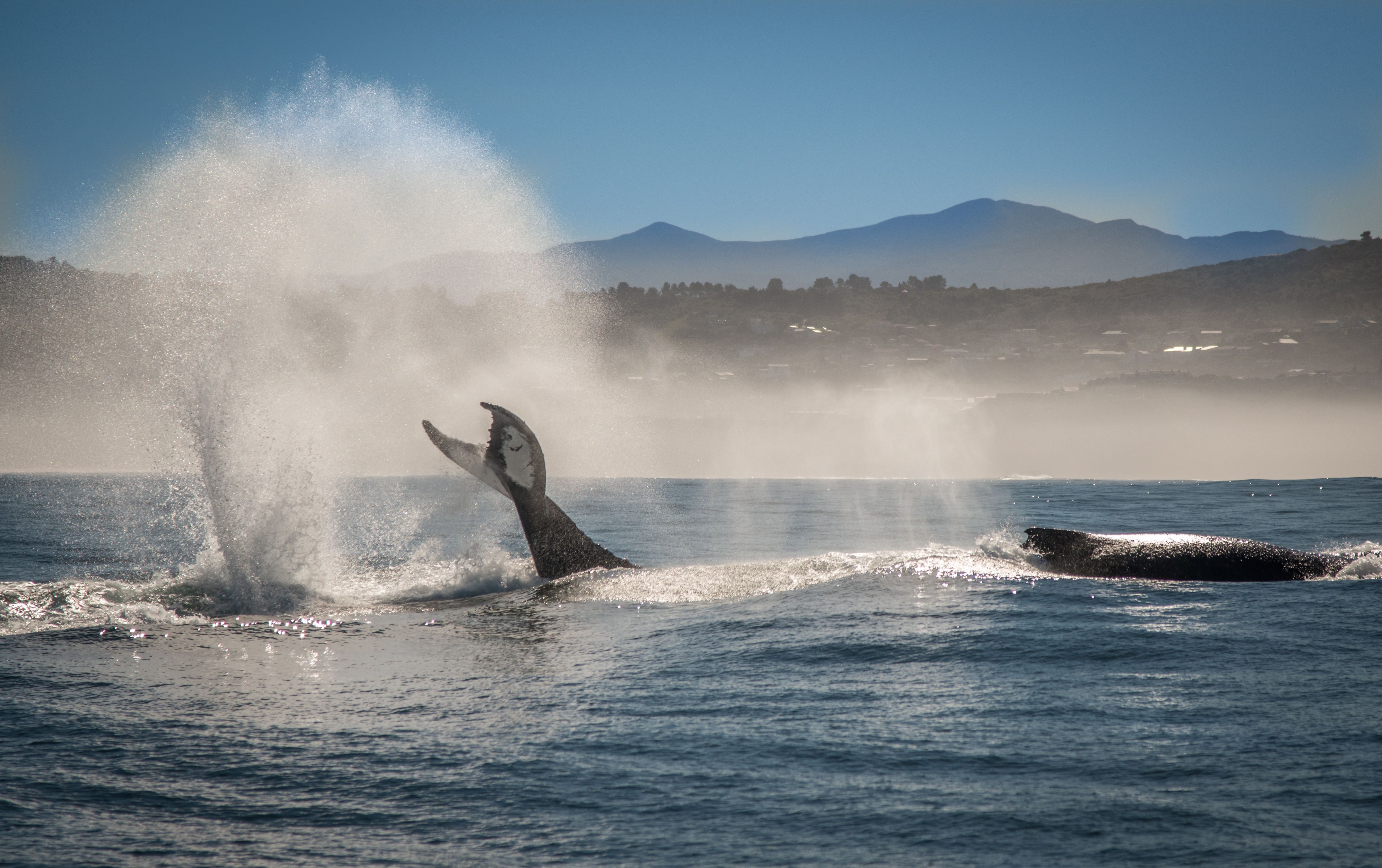 Garden Route i Sydafrika på Hvalsafari i Hermanus » Tembo Safari Garden Route i Sydafrika på Hvalsafari i Hermanus