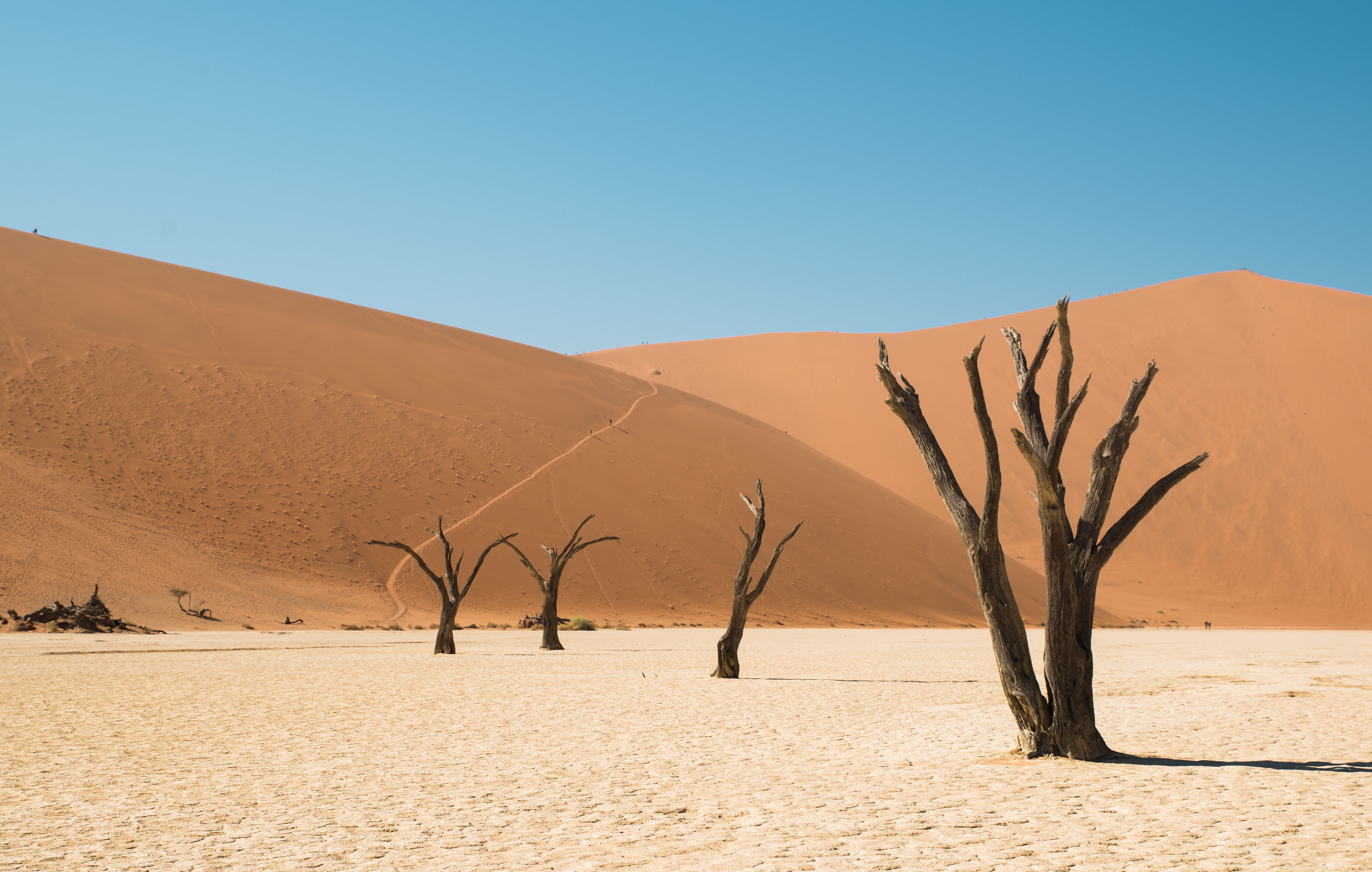 Kalahari ørken Namibia deadvlei område midt på dagen » Tembo Safari Kalahari ørken Namibia deadvlei område midt på dagen