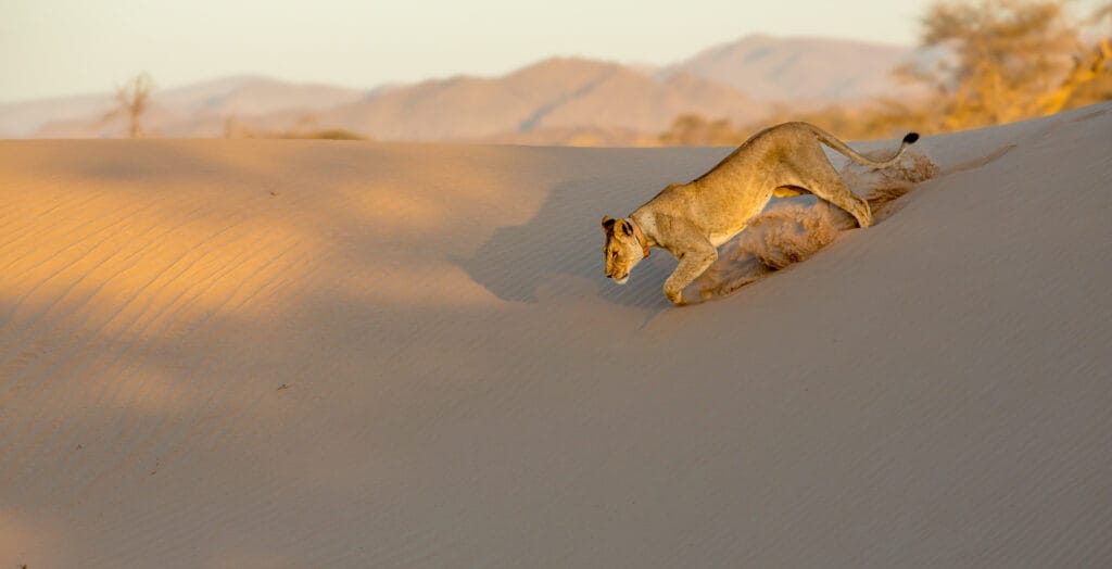 Kalahari ørken Namibia løve på klitterne