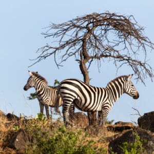 Zebra,Mother,With,Young,One,On,The,Rocks,Of,Leopard