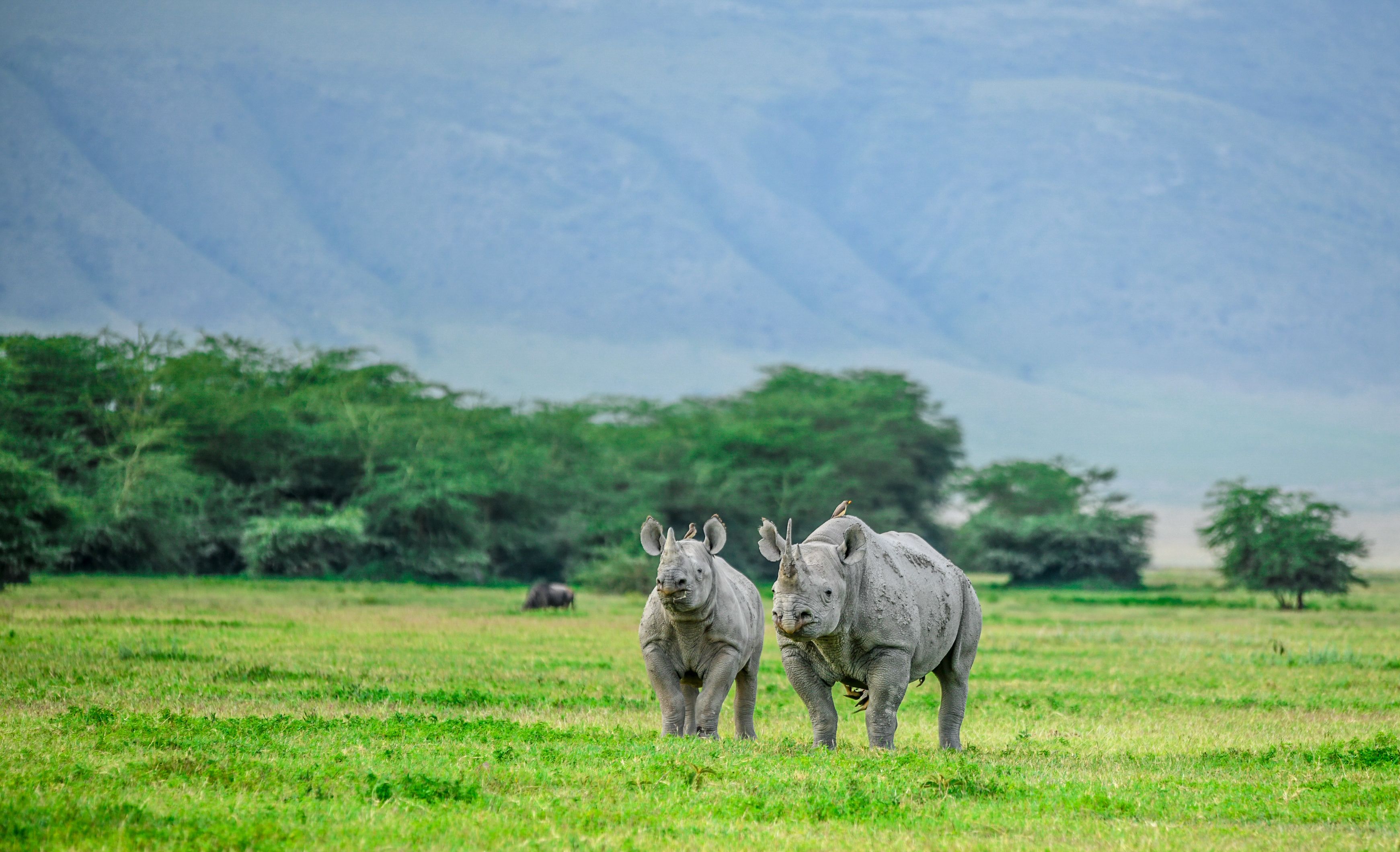 Rhinos,Moving,Around,In,Ngorongoro,Crater » Tembo Safari Ngorongoro Crater
