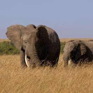Africa,,Kenya,,Masai,Mara,,North,Conservancy,,2022
