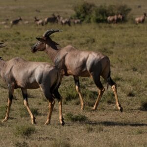 Africa,,Kenya,,Masai,Mara,,North,Conservancy,,2022