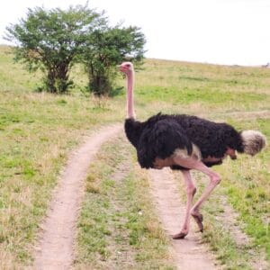 A,Male,Ostrich,On,The,Savannah,Of,Masai,Mara,National