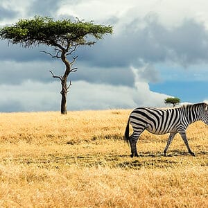 Mara,North,Conservancy,Kenya,Africa
