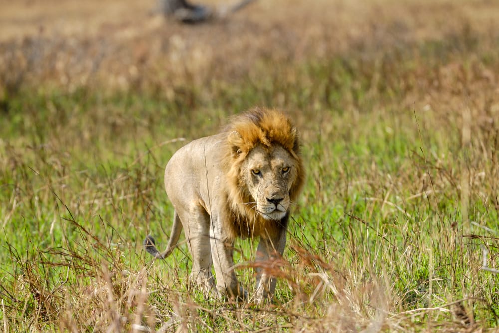 LionMikumiNationalParkTanzania » Tembo Safari Mkimu Nationalpark
