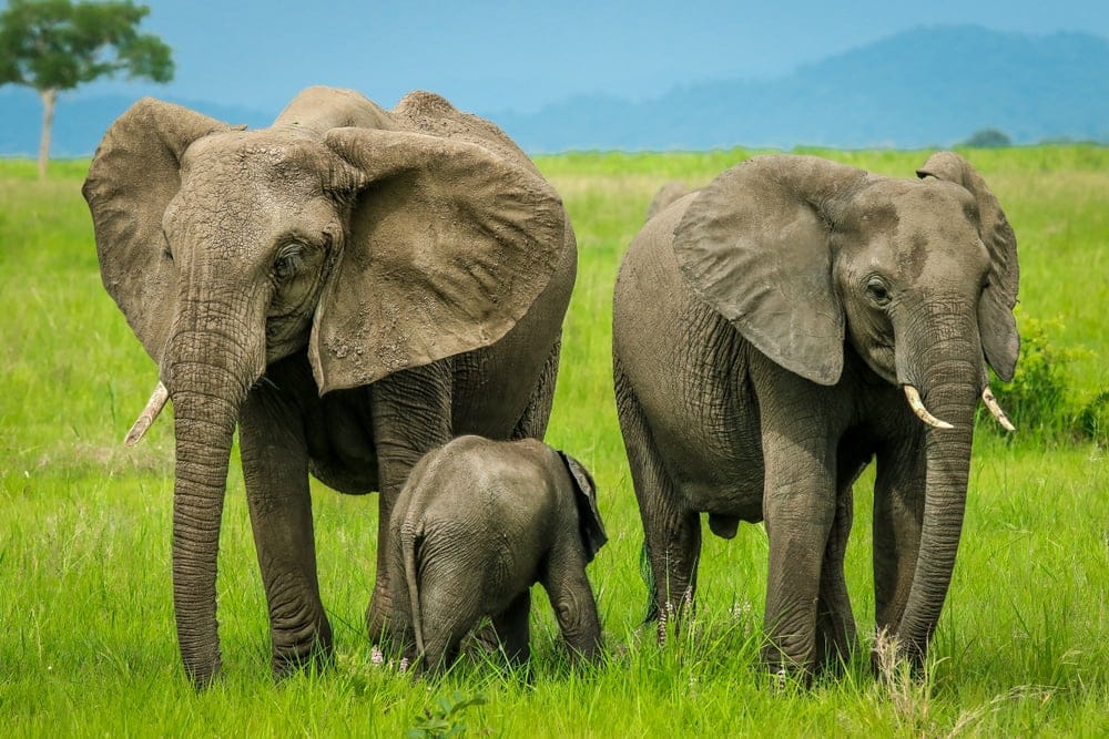 FamilyOfElephantsInTanzaniaMikumiNationalPark » Tembo Safari Mkimu Nationalpark