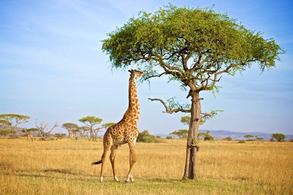 GiraffeEattingAcaciaTreeLeafsInGrumetiInTanzania » Tembo Safari