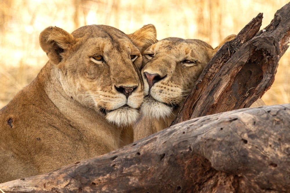 LionsInTarangireNationalParkTanzania » Tembo Safari