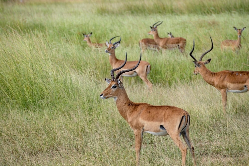 Mikumi National Park