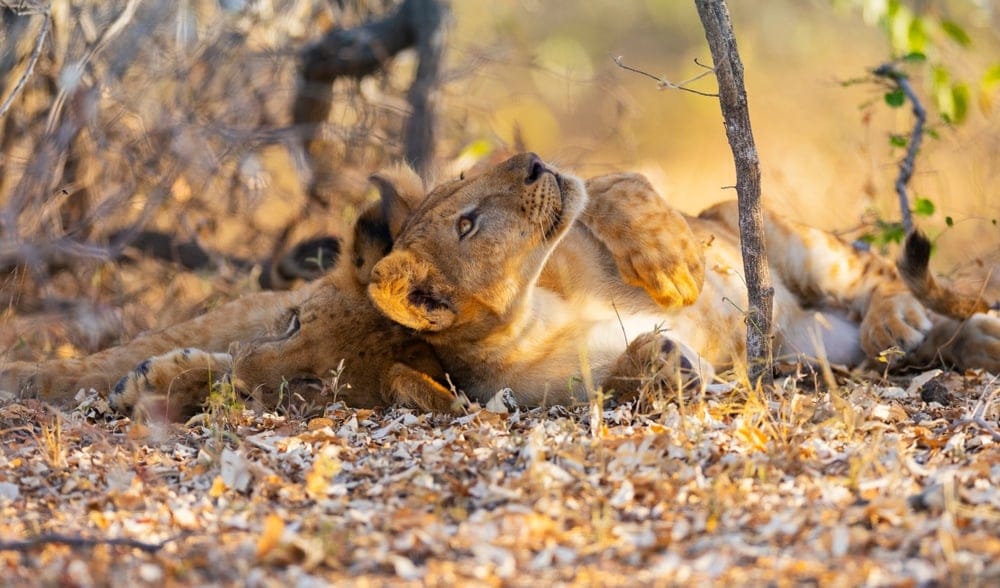 LionCubsRestingUnderABushInTheNyerereselous » Tembo Safari Selous game reserve
