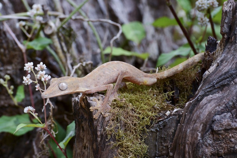 LinedLeaftailGeckouroplatusMarozevoMadagascar » Tembo Safari