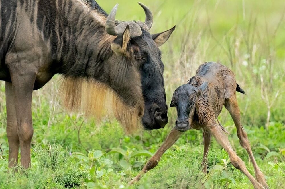 Lake Ndutu - migration