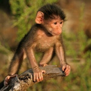 ABabyChacmaBaboonpapioHamadryasPlayingKrugerNationalPark