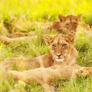 PhotoOfAnAfricanLionCubsSouthAfricaSafari