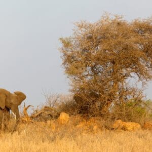 AnAfricanElephantloxodontaAfricanaCalfInTheKrugerNational