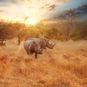 TwoRhinosInLateAfternoonKrugerNationalPark