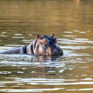 HippoHippopotamusHippopotamusAmphibiusInNaturalHabitatPilanesbergNationalPark