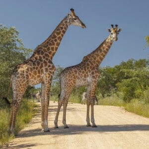 TwoGiraffesAndAFewZebrasInTheirNaturalHabitat