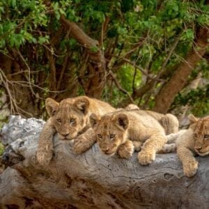 LionCubsSittingOnAFallenTreeInTheKruger