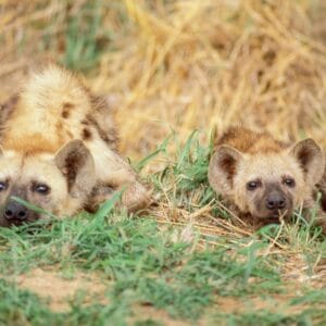 TwoYoungSpottedHyenacrocutaCrocutaRestingInTheKruger