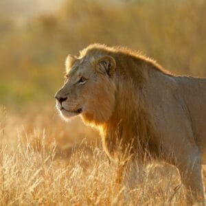 BigMaleAfricanLionpantheraLeoAtSunriseKrugerNational