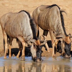 BlueWildebeestconnochaetesTaurinusDrinkingWaterPilanesbergNationalParkSouth