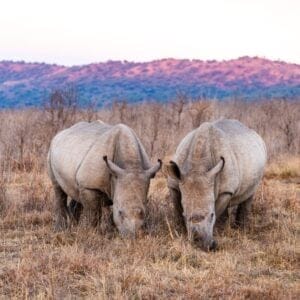 RhinocerosInAPrivateReserveInKrugerParkInSouth