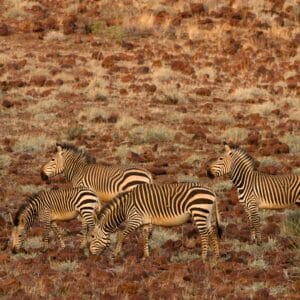 HartmannsMountainZebraequusZebraHartmannaeDamaralandNamibiaAfrica